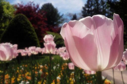 Tulipán, tulipán, primavera, flor, JPG