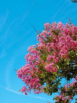 夏の青空とピンクのサルスベリ サルスベリ,百日紅,花の写真素材