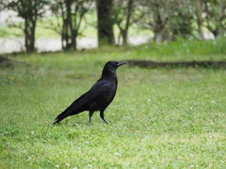 芝生 カラス 野生 ハシボソガラス 芝生 カラス 野生 ハシボソガラスの写真