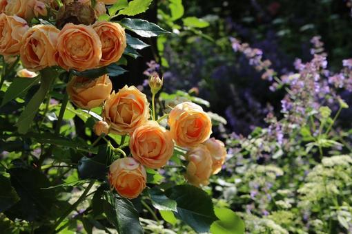 集うオレンジの薔薇 集うオレンジの薔薇の写真
