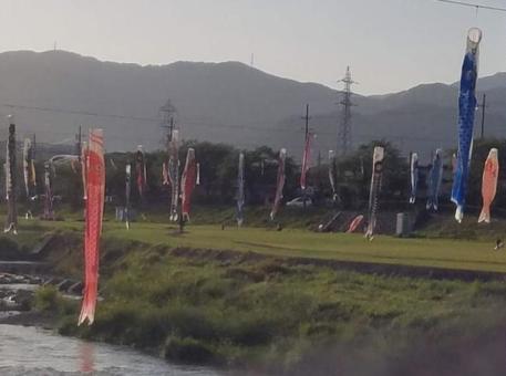 鯉のぼり 鯉のぼりの写真