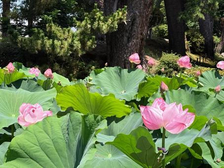 Lotus flower, JPG Lotus flower, JPG