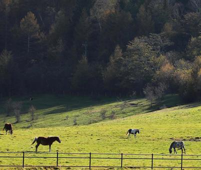 牧場　馬の写真