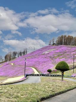 Photo, shibazakura, flower garden, pink, 