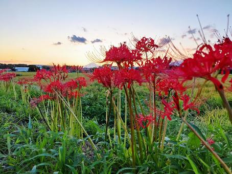 夕暮れ時の彼岸花畑 夕暮れ時の彼岸花畑 群生,田んぼ,のどかの写真素材