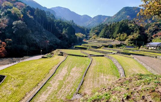棚田 風景,山,秋の写真素材