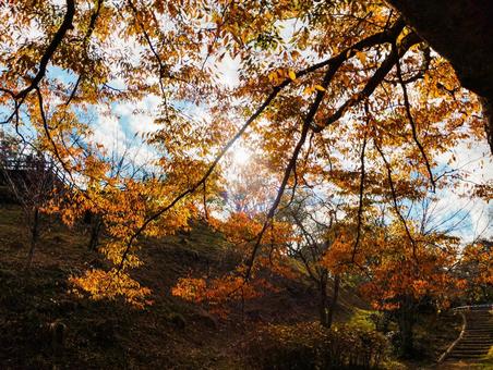 紅葉に太陽 芝山公園,秋,紅葉の写真素材
