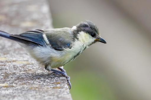 シジュウカラの若鳥⒆ シジュウカラの若鳥⒆の写真