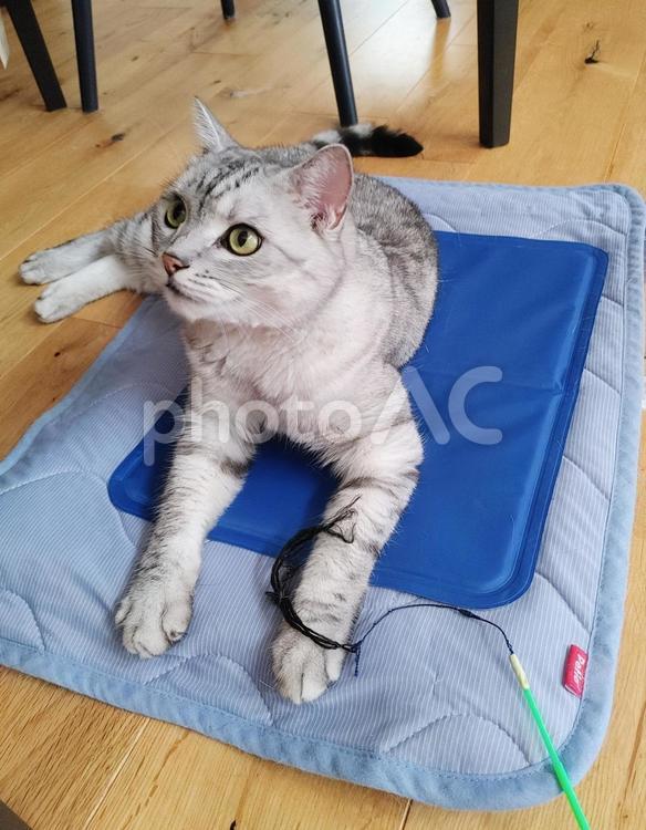 ひんやりマットの上の猫 猫,ねこ,ネコの写真素材