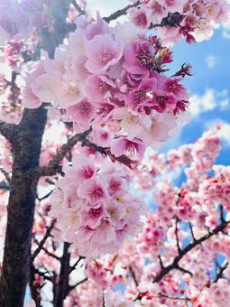 桜 桜の写真