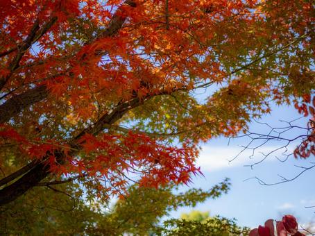 赤く紅葉したもみじ 晩秋,日射し,枯れ木の写真素材