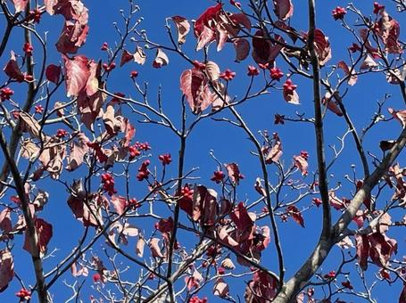 ハナミズキ　実　赤い実　青空　快晴 ハナミズキ,実,赤い実の写真素材