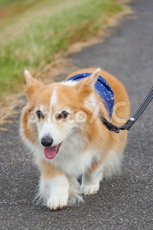 コーギー　散歩 コーギー,散歩,犬の写真素材
