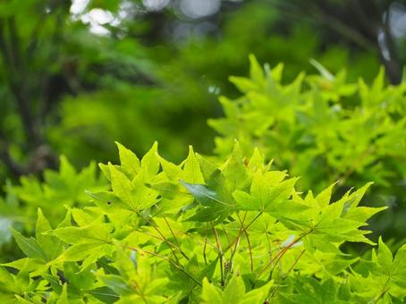 夏の景色７３ モミジ,葉,緑の写真素材