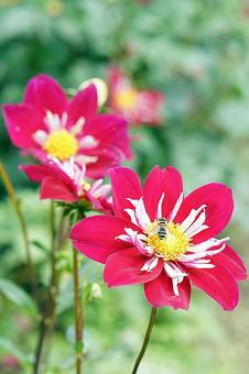 宝塚ダリア園　秋　ダリア57　蝶と蜜蜂 宝塚市,宝塚ダリア園,ダリアの写真素材