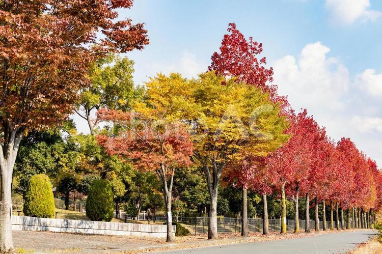 木々が色づく秋の公園 日差し,自然,屋外の写真素材