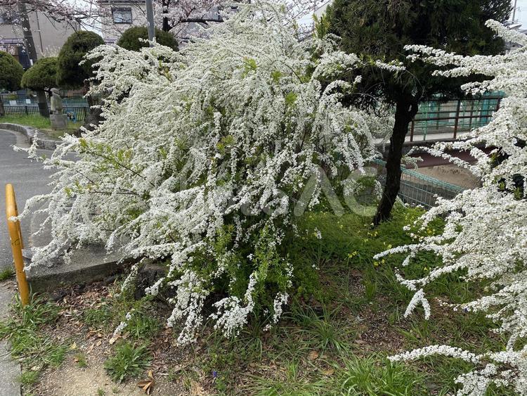 住宅街の春の花04 川,町並み,街並みの写真素材