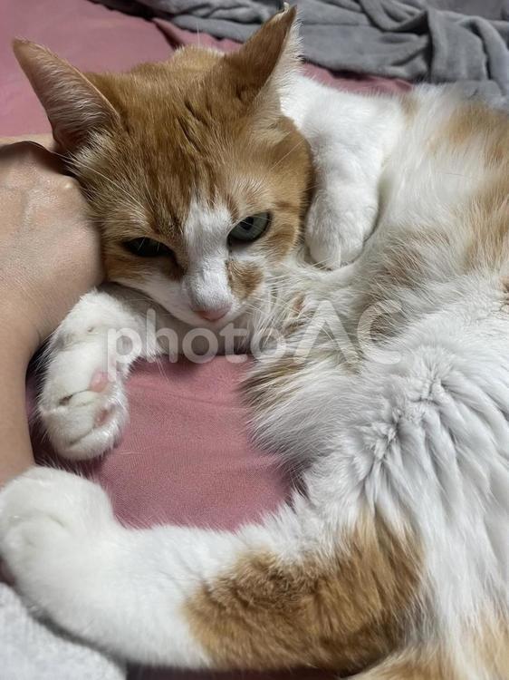 撫でてください ねこ,ネコ,可愛いの写真素材