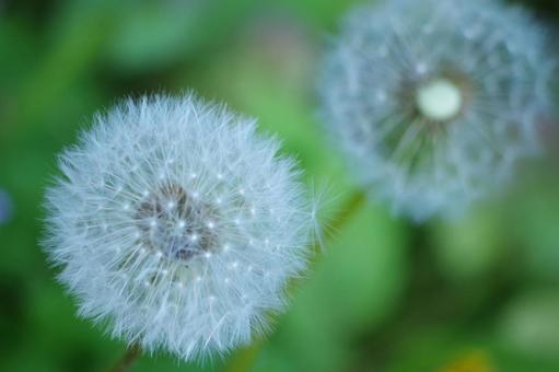 綿毛 綿毛 タンポポ,綿毛,春の写真素材