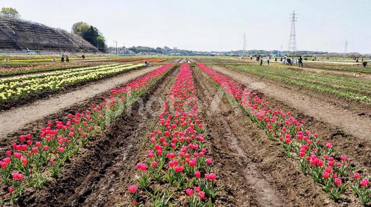 春の佐倉市・ふるさと広場のチューリップ畑 春,チューリップ,花畑の写真素材