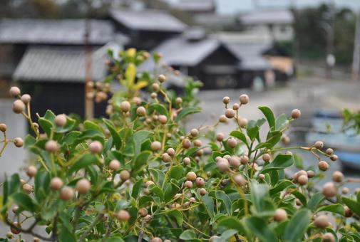 植物 植物の写真