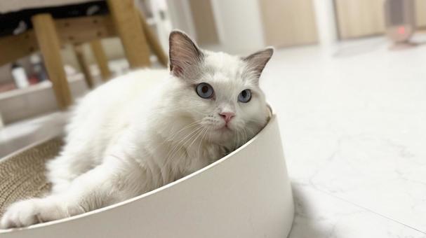 バリバリボウルで寛いでいるグドールの子猫 猫,ペット,かわいいの写真素材