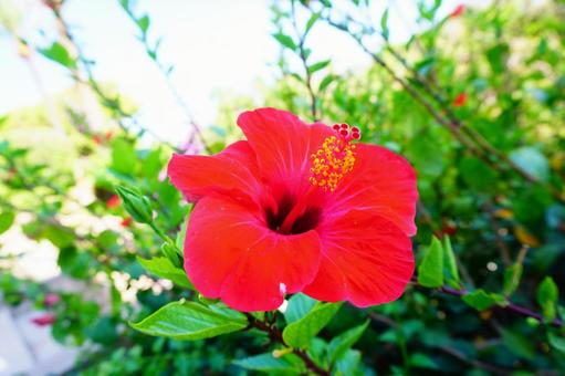 常夏の花ハイビスカス 近影 常夏の花ハイビスカス 近影 ハイビスカス,南の島,マヨルカの写真素材