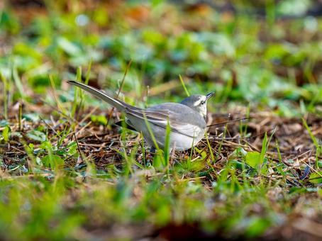 地面を歩くハクセキレイの写真