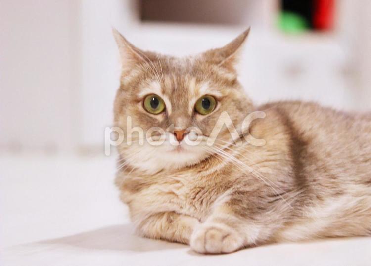 カメラ目線の猫 カメラ目線の猫 猫,ねこ,ネコの写真素材