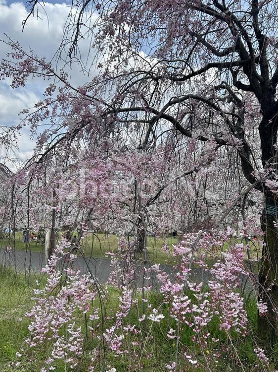 しだれ桜 しだれ桜,春,ピンクの写真素材