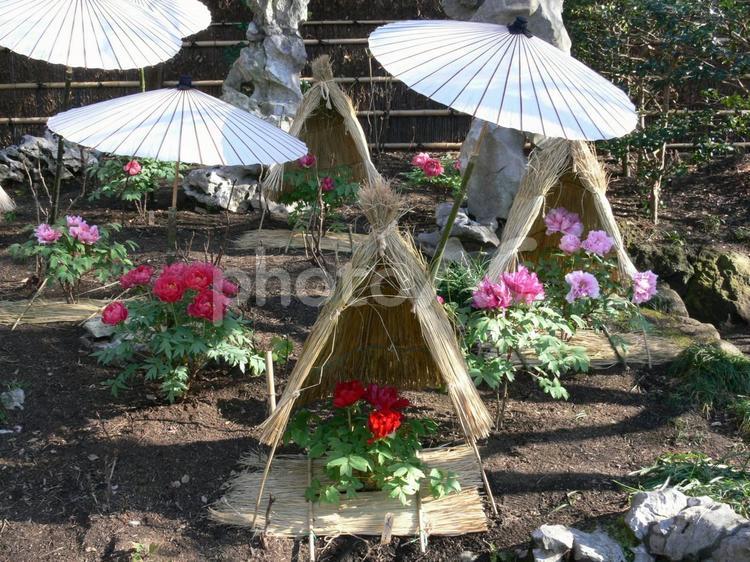 鶴岡八幡宮・冬のぼたん園その２ ぼたん,花,植物の写真素材