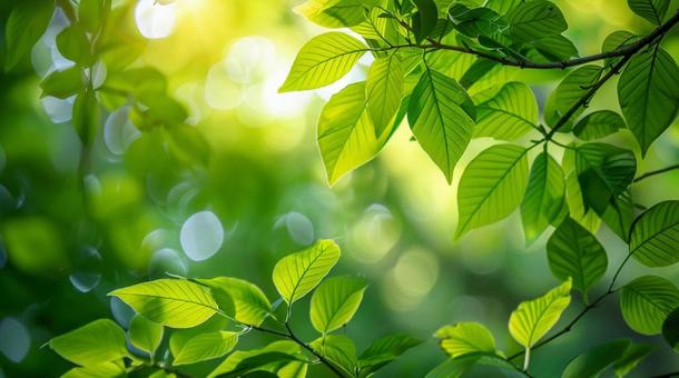 葉っぱ テクスチャー 葉っぱ テクスチャーの写真