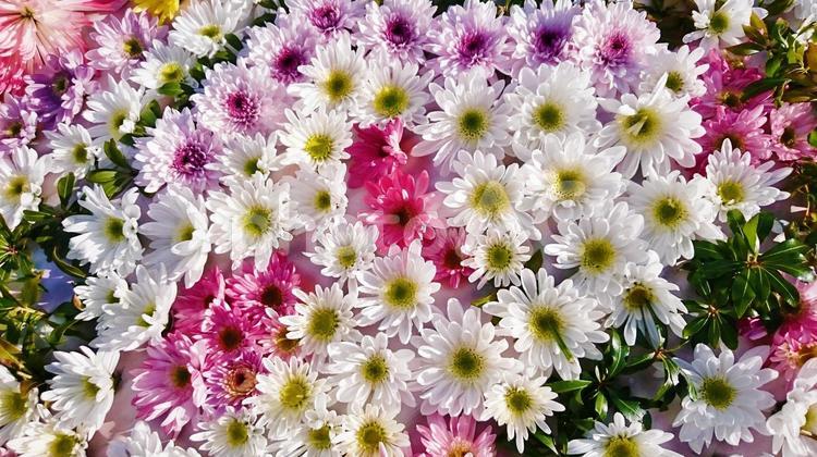 白とピンクの菊のパターン 秋,パターン,背景の写真素材
