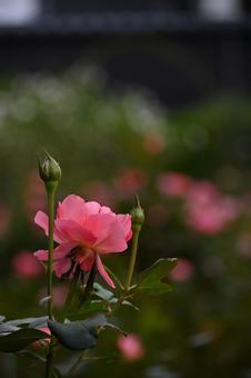 バラ バラ,赤,ピンクの写真素材