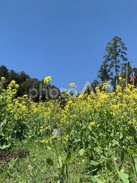 菜の花と青空が広がる春の風景 菜の花,花,春の写真素材
