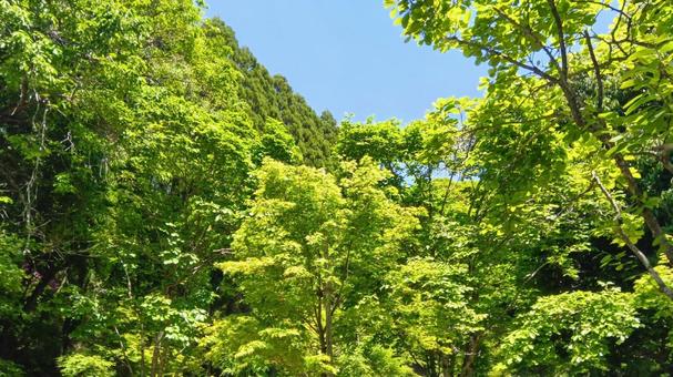 樹木 自然 樹木 自然 の写真
