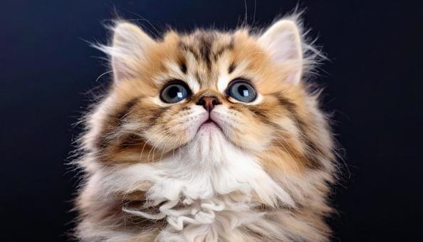 上を見上げる可愛い子猫 上を見上げる可愛い子猫の写真