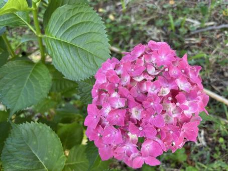 One pink hydrangea, JPG One pink hydrangea, JPG