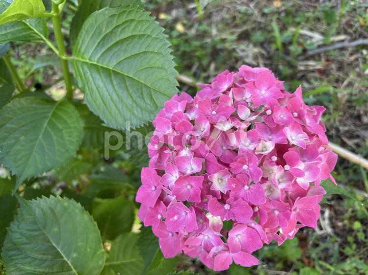 ピンクのアジサイ１輪 アジサイ,あじさい,ピンクの写真素材