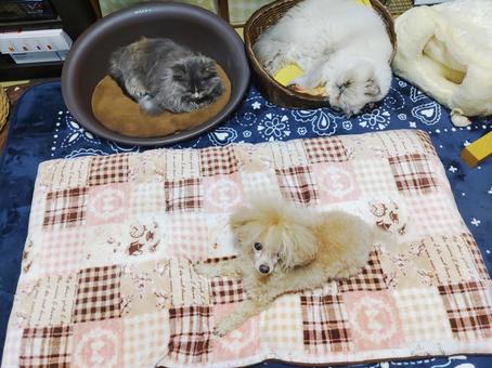 仲良くお昼寝 仲良くお昼寝の写真
