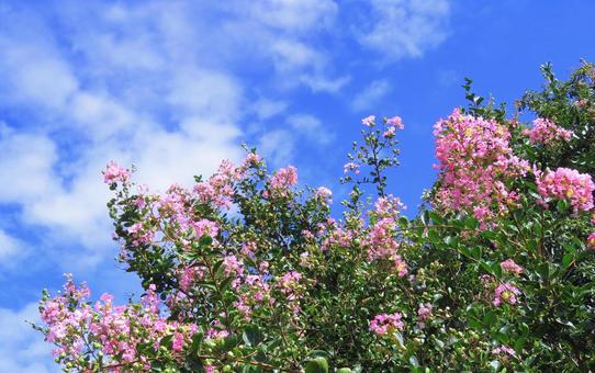 サルスベリのピンクの花と秋の空雲 サルスベリのピンクの花と秋の空雲の写真