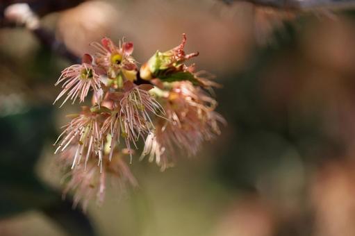 シナミザクラの花終わっても絵になる雄しべ シナミザクラの花終わっても絵になる雄しべの写真
