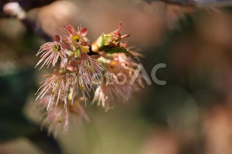 シナミザクラの花終わっても絵になる雄しべ シナミザクラ,桜,サクランボの花の写真素材
