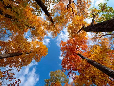 見上げた秋の森と青空2の写真