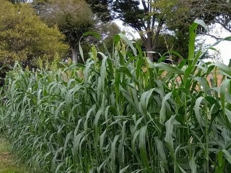 畑の緑肥ソルゴー 畑の緑肥ソルゴー ソルゴー,ソルガム,ソルゴーの穂の写真素材