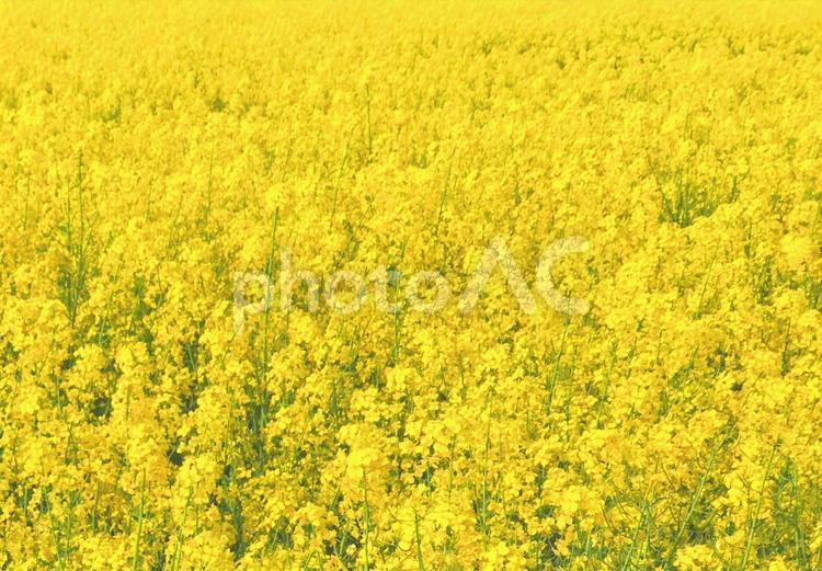 一面の菜の花畑 菜の花畑 菜の花,春,花の写真素材