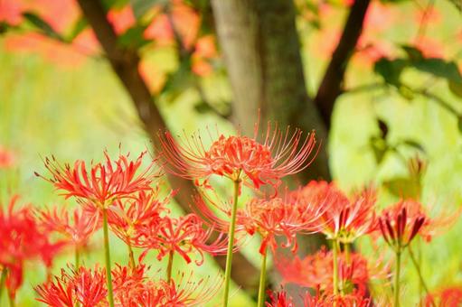 ヒガンバナ ヒガンバナ ヒガンバナ,花,秋の写真素材