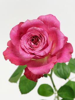 ピンク色のバラ ピンク色のバラ 花,バラ,植物の写真素材