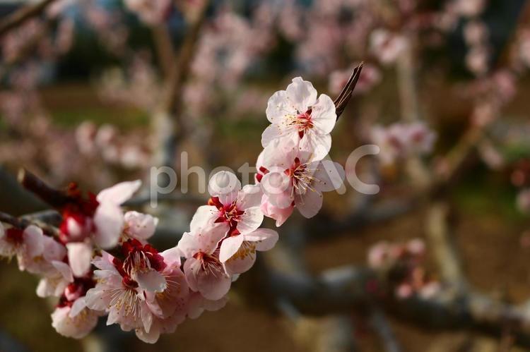 春の安曇野　梅の開花 信州,安曇野,春の写真素材