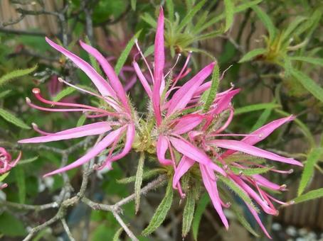 Seigai Azalea: Long, slender leaves and flowers, JPG
